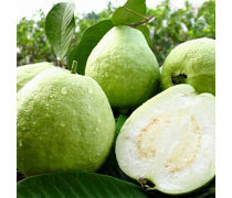 廣東特產(chǎn)水果企業(yè)黃頁(yè) 新鮮水果批發(fā)指南